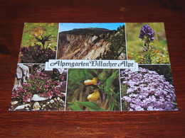 55365-            ALPENGARTEN, VILLACHER ALPE / BLOEMEN / FLOWERS / BLUMEN / FLEURS / FIORI / FLORES - Flowers