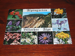 55366-            ALPENGARTEN, VILLACHER ALPE / BLOEMEN / FLOWERS / BLUMEN / FLEURS / FIORI / FLORES - Fleurs