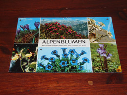 55368-            ALPENBLUME / BLOEMEN / FLOWERS / BLUMEN / FLEURS / FIORI / FLORES - Flowers