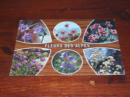 55369-            FLEURS DES ALPES / BLOEMEN / FLOWERS / BLUMEN / FLEURS / FIORI / FLORES - Fleurs