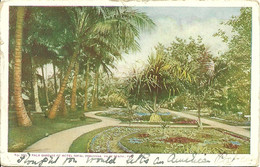 Palm Gardens Of Hotel Royal Poinciana - Palm Beach - Precurseur - Palm Beach