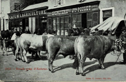 "/"48 - Lozère - Aumont Aubrac - Foire Au Boeuf Gras D' Aubrac - Marché Au Bétail - Aumont Aubrac