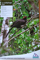 Affiche Exposition: Animaux Et Oiseaux Endémiques De Nouvelle Calédonie (Province Sud) Le Méliphage Noir - Afiches