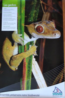 Affiche Exposition: Animaux Et Oiseaux Endémiques De Nouvelle Calédonie (Province Sud) Le Gecko - Manifesti