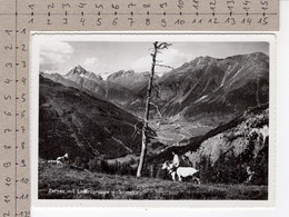 Zernez Mit Linardgruppe U. Silvretta (1963) Chèvre / Ziege / Goat / Capra - Zernez