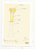 Cp,école, Musée National De L'éducation,ROUEN,INRP ,ed. Atlas , Coupe D'un Os Long, Collection Naveaux - Schulen