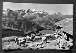 Klein-Hahnenmoosbergli Mit Wildhorngruppe/ Alp/ Photo Lörtscher Frutigen - Frutigen