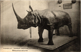 CPA MARSEILLE Museum D'Histoire Naturelle Rhinoceros Unicorne (405042) - Museums