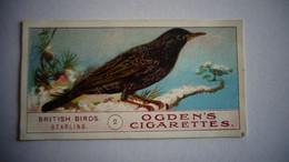 BRITISH BIRDS N° 2 STARLING Oiseau Bird  Cigarettes OGDEN'S Tobacco Vignette Trading Card Chromo - Ogden's