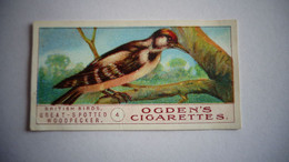 BRITISH BIRDS N° 4 GREAT SPOTTED WOODPECKER Oiseau Bird  Cigarettes OGDEN'S Tobacco Vignette Trading Card Chromo - Ogden's