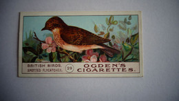 BRITISH BIRDS N° 29 SPOTTED FLYCATCHER Oiseau Bird  Cigarettes OGDEN'S Tobacco Vignette Trading Card Chromo - Ogden's