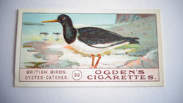 BRITISH BIRDS N° 39 OYSTER CATCHER  Oiseau Bird  Cigarettes OGDEN'S Tobacco Vignette Trading Card Chromo - Ogden's
