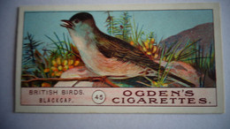 BRITISH BIRDS N° 45 BLACKCAP Oiseau Bird  Cigarettes OGDEN'S Tobacco Vignette Trading Card Chromo - Ogden's