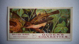 BRITISH BIRDS N° 47 WHITEHROAT Oiseau Bird  Cigarettes OGDEN'S Tobacco Vignette Trading Card Chromo - Ogden's