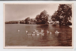 0-1234 SCHARMÜTZELSEE - DIENSDORF,  Uferpartie Am Scharmützelsee, Schwäne, Verlag Lambeck - Grunewald - Beeskow