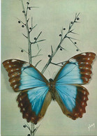 Papillons Exotiques - Butterfly - Morpho Anaxibia - Amerique Du Sud - Papillons