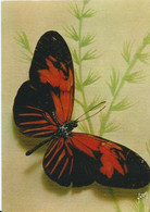 Papillons Exotiques - Butterfly - Heliconius Vola - Guyanes - Papillons