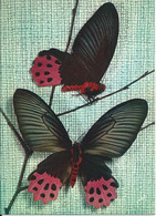 Papillons Exotiques - Butterfly - Papilio Horishanus - Formose - Papillons