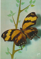 Papillons Exotiques - Butterfly - Protogonius Hipona - Guyanes - Papillons