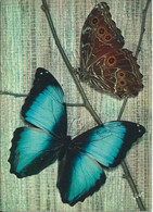 Papillons Exotiques - Butterfly - Morpho Deidamia - Guyane - Papillons