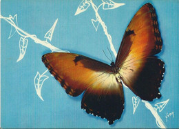 Papillons Exotiques - Butterfly - Morpho Hecuba - Bresil - Papillons