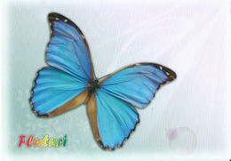 Papillon - Butterfly - Fluturi - Morpho Nestira - Papillons