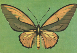 Papillon - Butterfly - Fluture - Ornithoptera Lydius - Papillons