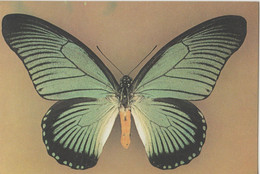 Papillon - Butterfly - Fluture - Iterus Zalmoxis - Papillons