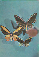 Papillon - Butterfly - Fluture - Ornithoptera - Papillons