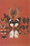 Papillon - Butterfly - Fluture - Papillons Africains - Papillons