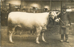 051122 - CARTE PHOTO AGRICULTURE - CONCOURS AGRICOLE Vache - Boeuf Prix D'honneur - Autres & Non Classés
