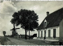 Damme   De Molen - Damme