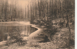 Bruxelles Bel. (6610) Fôret De Soignes - Etang Supérieur Des Enfants Noyés - Forêts, Parcs, Jardins