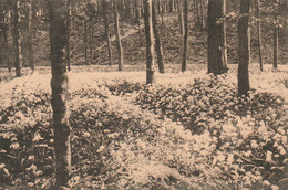 Bruxelles Bel. (6614) Fôret De Soignes - Floraison De L'Ail Des Ours ( Vallon Des Ails) - Forêts, Parcs, Jardins