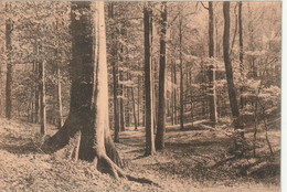 Bruxelles Bel. (6619) Fôret De Soignes - Au Vallon Des Palissades - Bossen, Parken, Tuinen