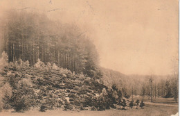 Bruxelles Bel. (6621) Fôret De Soignes - Au Vallon De Wandelle Ou Fonds Josephine - Forêts, Parcs, Jardins