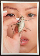 LAURENCE KUBSKI 2019 Famous Swiss Photographer Original Post Card "Crickets Chinese Insect Pets" (China Art Photography - Other & Unclassified
