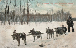 A Husky Dog Team, Edmonton, Alberta - Edmonton