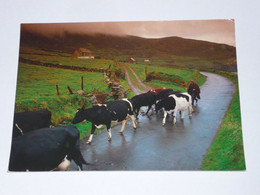 JC1 -     Troupeau De Vache  Ireland  Elevage Agriculture - Elevage