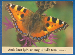 Tiere; Schmetterlinge - Papillons