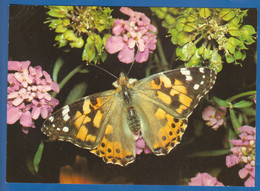 Tiere; Schmetterlinge; Distelfalter, Cynthia Cardui L. - Papillons