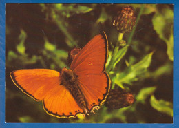 Tiere; Schmetterlinge; Dukatenfalter, Feuerfalten, Lycaena Virgaureae L.; Bild1 - Papillons