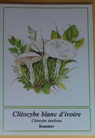 Petit Calendrier Poche 1994 Champignon Clitocybe Blanc D'ivoire Pharmacie Ile Rousse Corse - Formato Piccolo : 1991-00