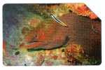Italy - 1561 Golden - La Murena - Fish - 31.12.04 - Only 25.000ex. - Publiques Thématiques