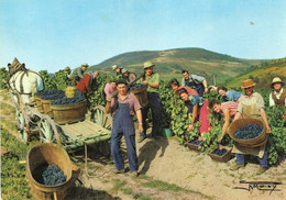 VIGNETO DI BEAUJOLAI - VENDEMMIA - Vignes