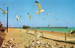 MYRTLE BEACH - Sea Gulls On The Boardwalk - Myrtle Beach