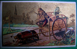 CHROMO XIX è, Rare, ATTELAGE HANNETON SAUTERELLE Humanisé   Old Advert Card DRESSED INSECT' CART  GRASSHOPER - Tiere