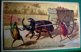 CHROMO XIX è, Rare, ATTELAGE CETOINE RHINOCEROS GALERUCIDE  Insecte Humanisé   Old Advert Card DRESSED INSECT CART - Tiere