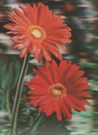 Flowers - 3D / Stereoscopique - Cartes Stéréoscopiques