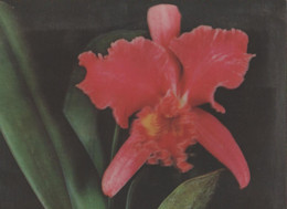 Flowers - A Cattleya - 3D / Stereoscopique - Stamp - Cartes Stéréoscopiques